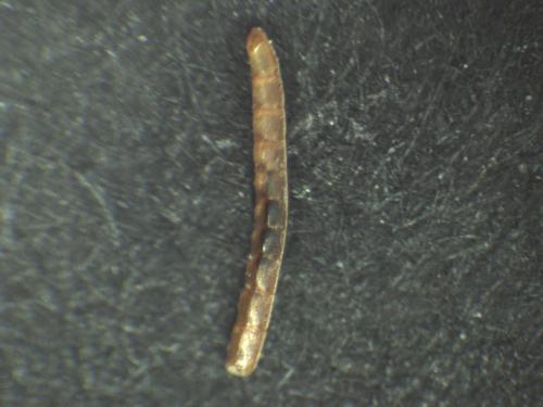 Réf. 316 677 : Nomada fucata